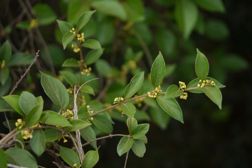 Gymnema planta